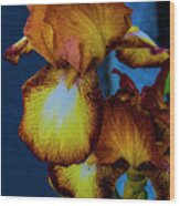 Colors Of Iris Wood Print