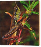 Colors Of Nature - Grasshopper 003 Wood Print