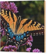 Colors Of Nature - Swallowtail Butterfly 004 Wood Print
