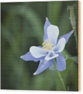 Columbine Wood Print