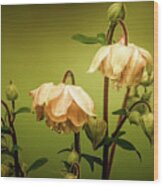 Columbines In Summer Wood Print