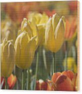 Coming Up Tulips Wood Print