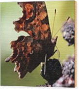 Comma Butterfly Wood Print