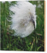Common Cottongrass Seed-head Wood Print