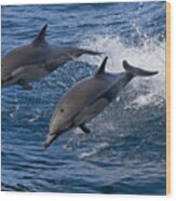 Common Dolphin Pair Jumping Baja Wood Print