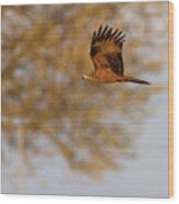 Common Female Kestrel Falcon, Falco Tinnunculus, Flying Wood Print