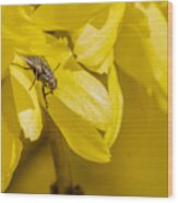 Common Housefly On Yellow Flower Wood Print