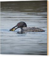 Common Loon Square Wood Print