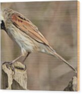 Common Reed Bunting Wood Print