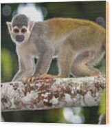 Common Squirrel Monkey La Macarena Colombia Wood Print