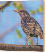 Common Starling - Sturnus Vulgaris Wood Print