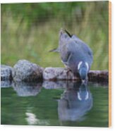 Common Wood Pigeon Drinking At The Waterhole From The Front Wood Print