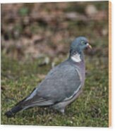 Common Wood Pigeon's Profile Wood Print