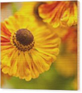 Coneflower Macro Wood Print