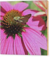 Coneflower Moth Ii Wood Print
