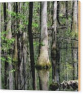 Congaree Swamp Series 5 Of 5 Wood Print