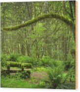 Contemplative Rain Forest Wood Print