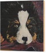 Cookie Bernese Mountain Dog    10 Wood Print