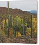 Coon Creek With Saguaros And Cottonwood, Ash, Sycamore Trees With Fall Colors Wood Print