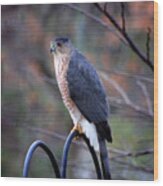 Coopers Hawk In Autumn Wood Print