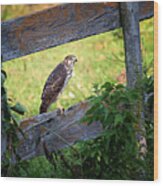 Coopers Hawk Perched On A Weathered Fence Wood Print