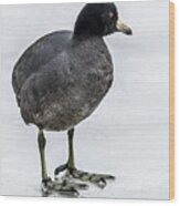 Coot On Ice Wood Print