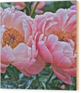 Coral Duo Peonies Wood Print