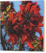 Coral Tree Flower Wood Print