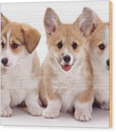 Corgi Trio Wood Print