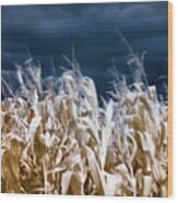 Corn Field Wood Print