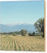 Corn Field With Terminillo Mount Wood Print