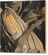 Corn Ready For Harvest Wood Print