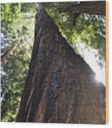 Coastal Redwoods Wood Print