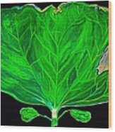 Cotton Sprout Leaf Wood Print