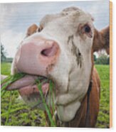 Cow Eating Fresh Grass Wood Print