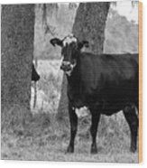 Cow Gaze, Black And White Wood Print