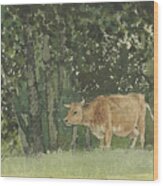 Cow In Pasture Wood Print