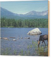 Cow Moose And Mount Katahdin Wood Print