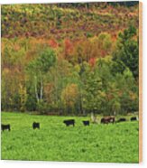 Cow Pasture In Fall Wood Print