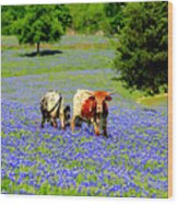 Cows In Texas Bluebonnets Wood Print