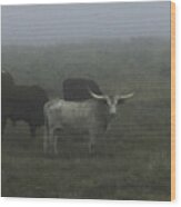 Cows In The Fog Wood Print