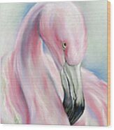 Coy Flamingo Wood Print