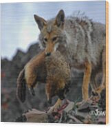 Coyote Catch Wood Print