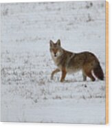 Coyote In The Snow Wood Print