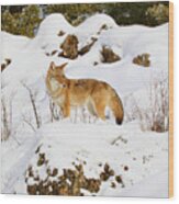 Coyote On Snowy Hill Wood Print