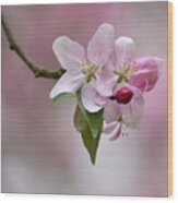 Crab Apple Blossoms Wood Print