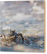 Crab Looking For Food Wood Print