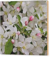 Crabapple Blossoms 5 - Wood Print