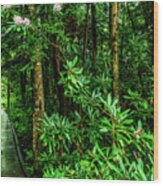 Cranberry Glades Boardwalk Wood Print