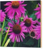 Crazy For Coneflowers Wood Print